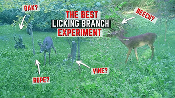 The Best Licking Branch For A Mock Scrape Experiment