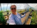 The greenhouse conversion is underway one more frost  gardening vlog