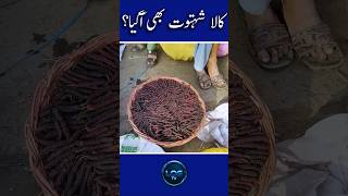 Black mulberry has also arrived |#fruit |#fruits |#mandi |#market |#price |#rate |#cheap |#wholesale