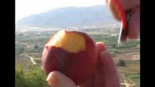 Kraftmessgerät Penetrometer Pce-Ptr 200