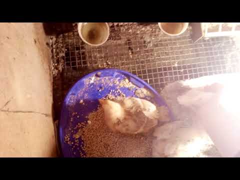 Цыплята падают на ноги. Причины.