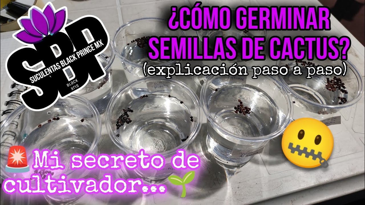 Como GERMINAR semillas de cactus Astrophytum (SECRETO DE CULTIVADOR)
