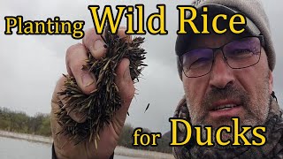Planting Wild Rice On My Duck Lake