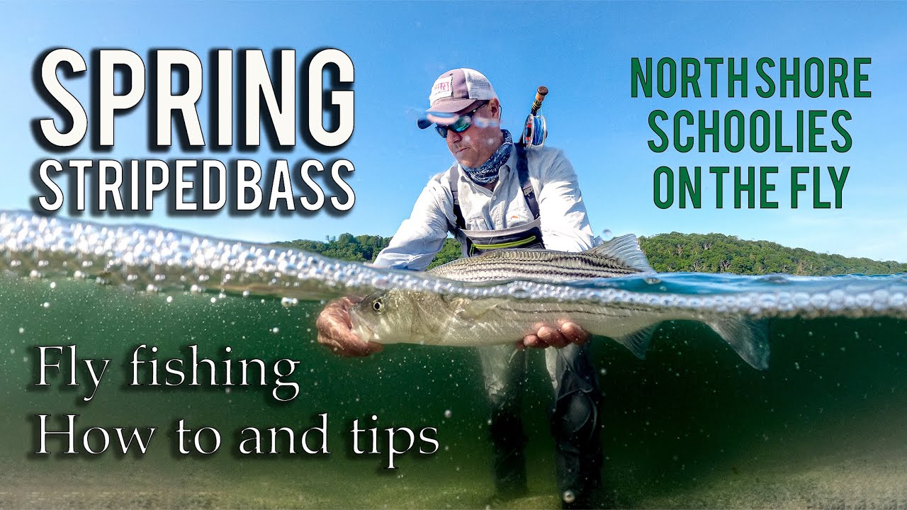North Shore Fly Fishing for Striped Bass. Spring season tips YouTube