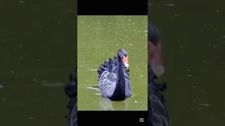 Black Swan – The Rare Bird That Defies Nature! 🦢 #animalworld #animals