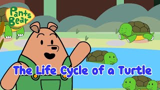 Life Cycle of A Turtle | Pond Adventure | #PantsBear