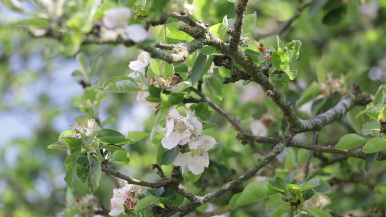 *FREE STOCK FOOTAGE * - Tree Blossom - YouTube