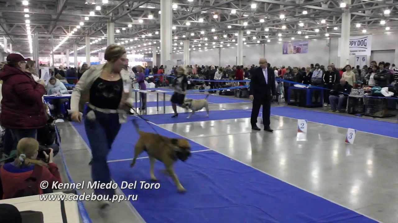 Ка-Де-Бо|Ca de bou, Россия|Russia 2013-2, Champion males+BOS+R.CACIB