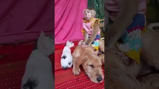 Monkeys And Dogs Are Always Fighting.