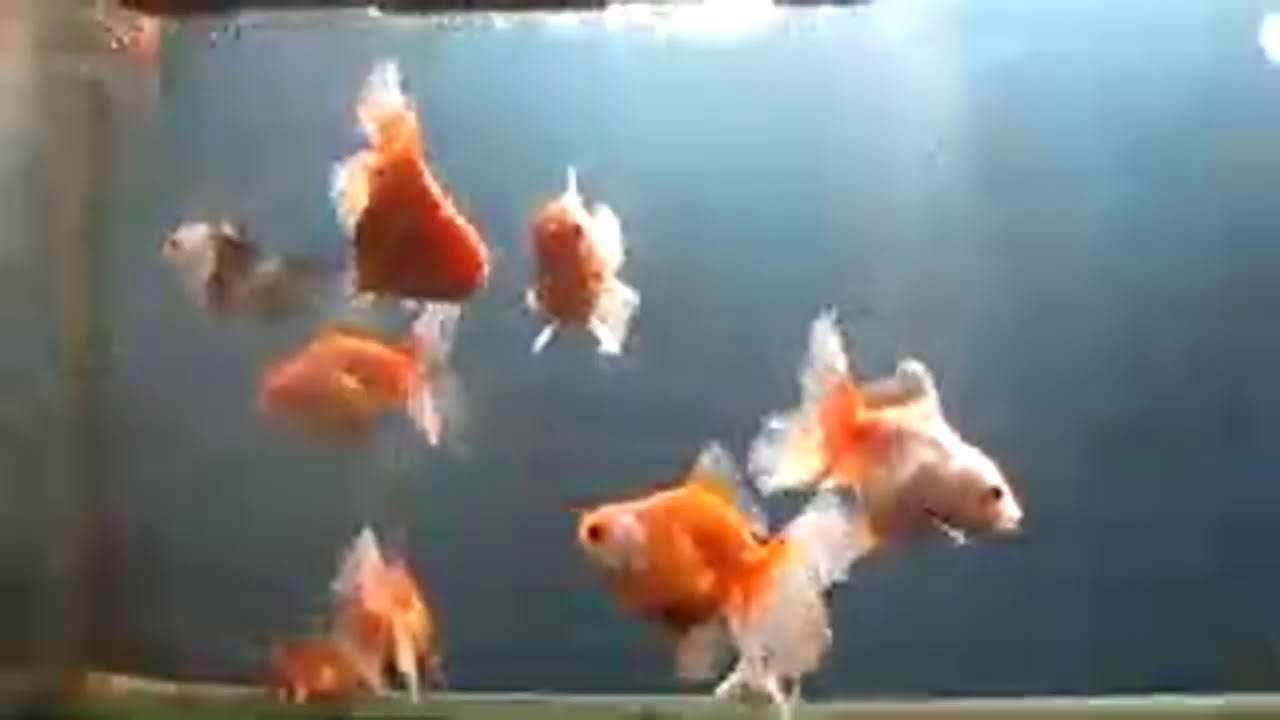 oranda longtail x shorttail20 ekor 300 ribu saja