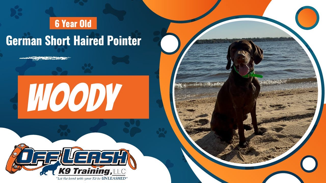 German Shorthair Pointer Returns for More Training Off Leash K9