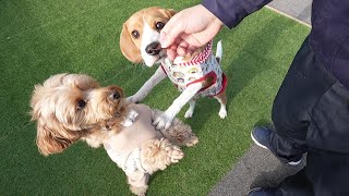 ビーグル犬の笑える生態を余すことなく発揮してましたｗ