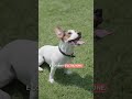 5 CARATTERISTICHE del JACK RUSSELL TERRIER ⚾