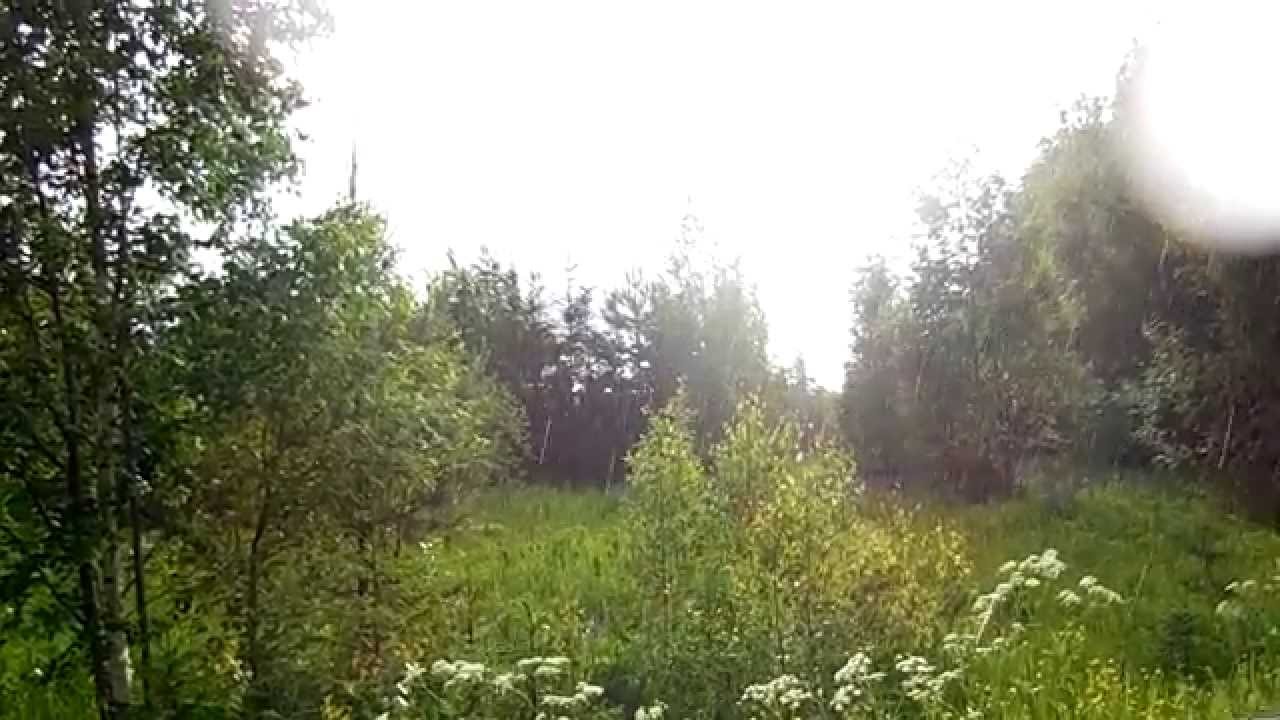 Фото В Лесу Очень Фото В Лесу Очень