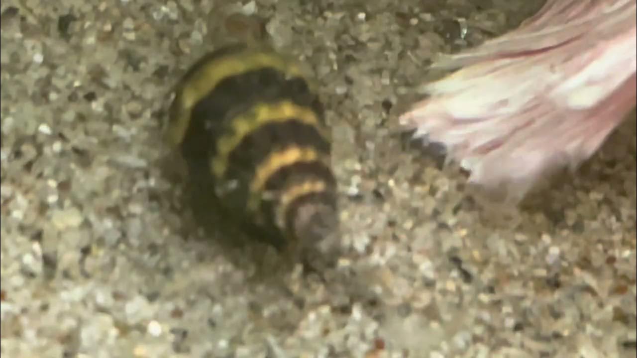 LIVE ASSASSIN SNAIL EATING!! YouTube