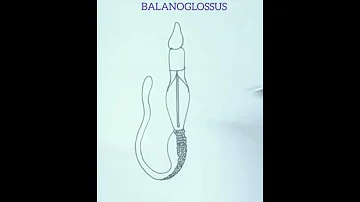 how to draw balanoglossus easily