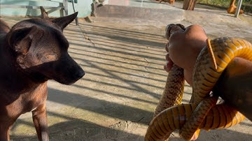 Thăm 12 cửa ngục dính con rắn khủng #batcamientay #kichca #kíchcábamiền