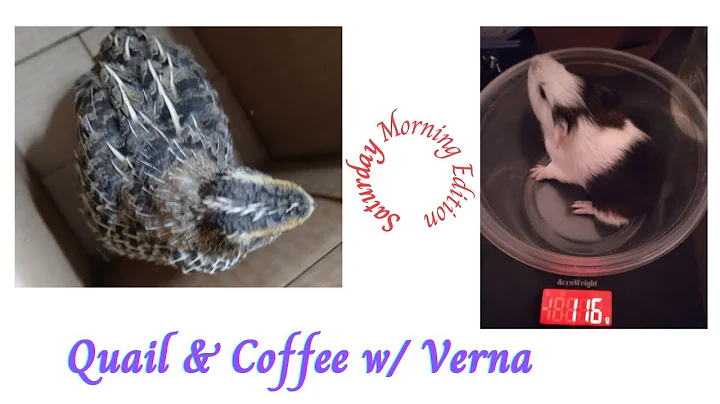 Coffee and Quail with Verna. Saturday Morning Edit...
