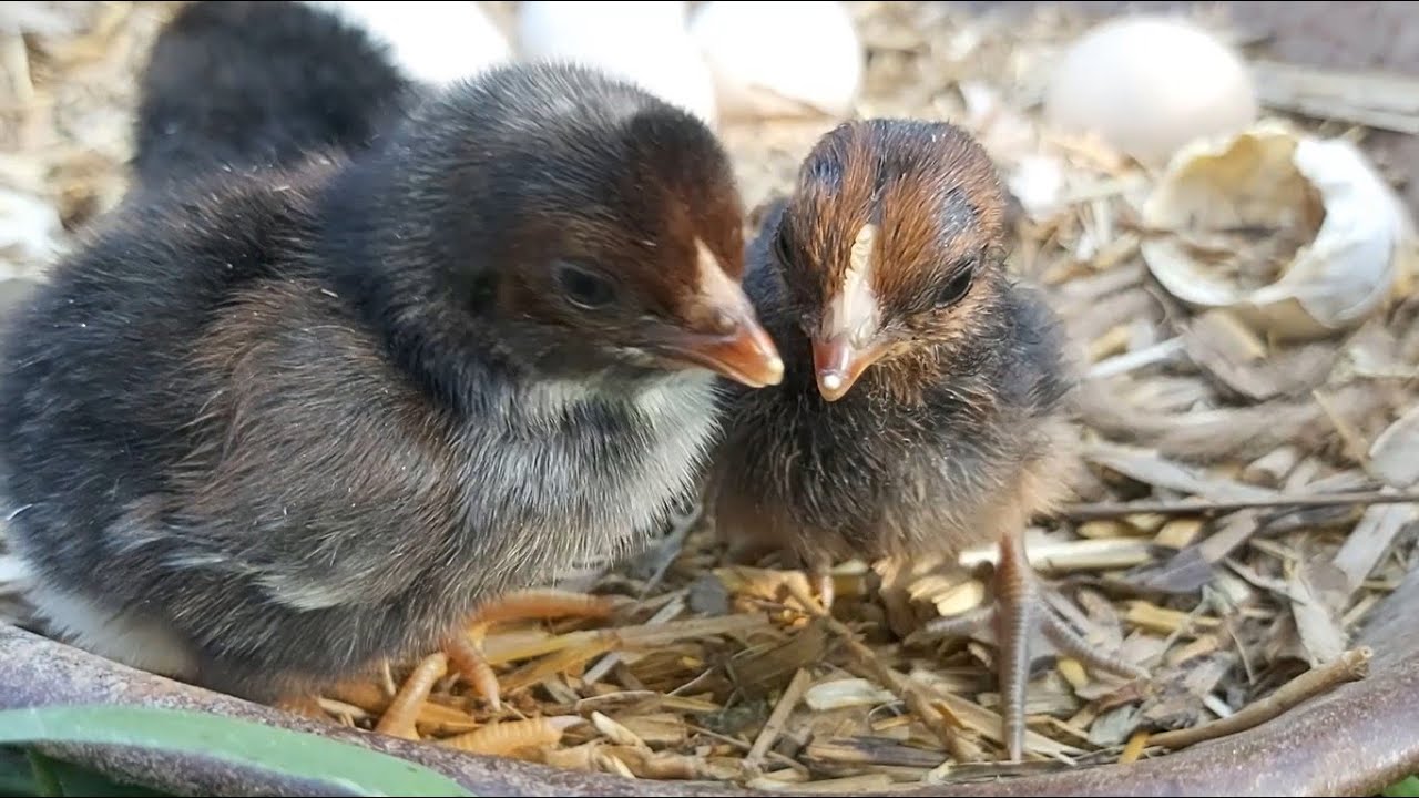 New Hatched Baby Chicken Just After Hatching Need Some Food Chicks ...