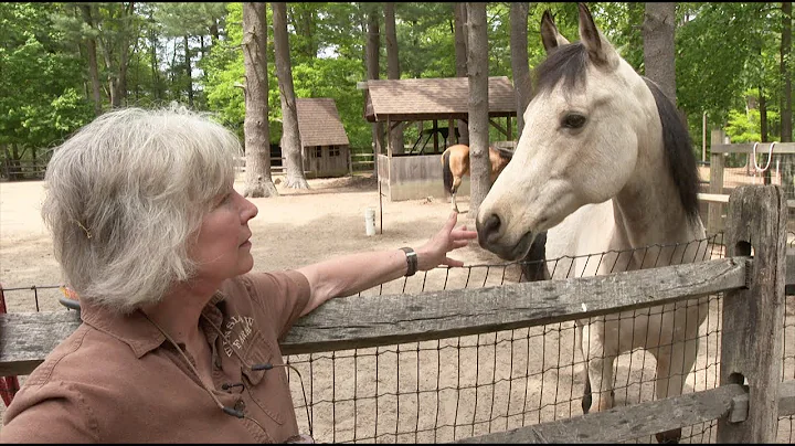 Finding Healing Through Animals | Women Entreprene...