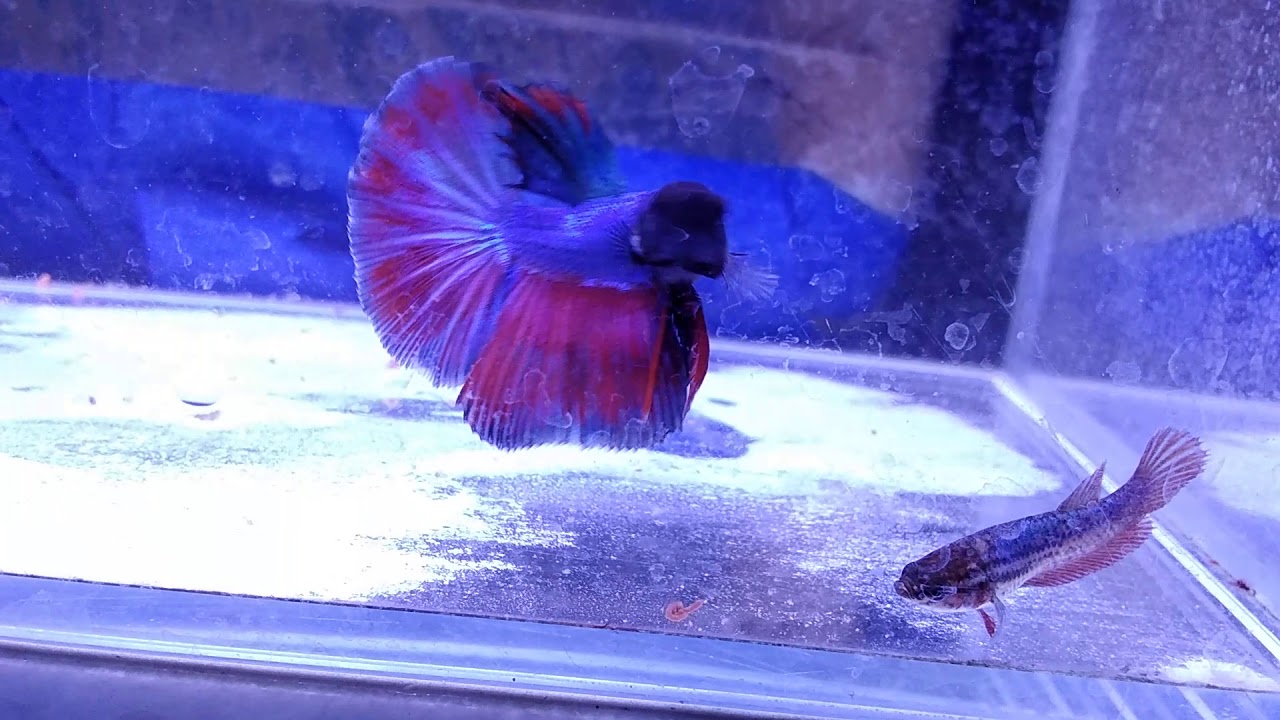 Betta fish in Bangalore Aquarium Arts YouTube