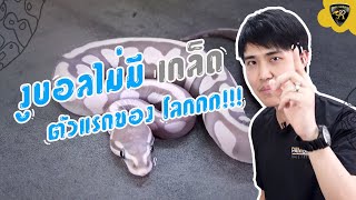 งูบอลไม่มีเกล็ด Scaleless Combo Reality Ball Python [EP.71]