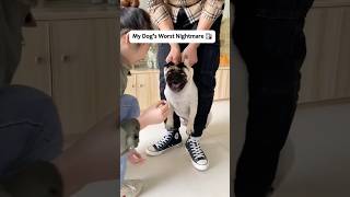 Currently accepting rescue missions only🚨🥹#dogshorts #vet #funny
