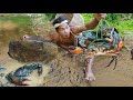 survival in the rainforest - CRAB Catching in River - Crab Cooking With coconut - Eating Delicious