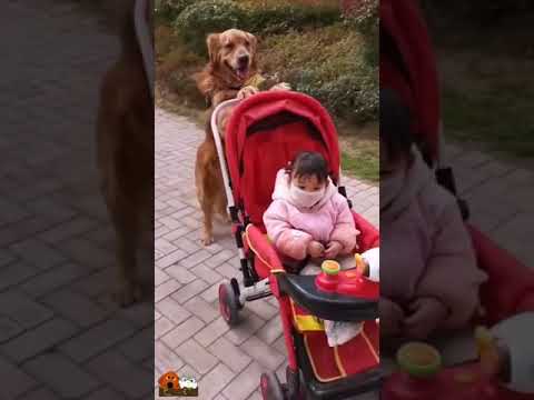 Golden Retriever Taking Care Of Little Owner Like A Mother And Best Friend