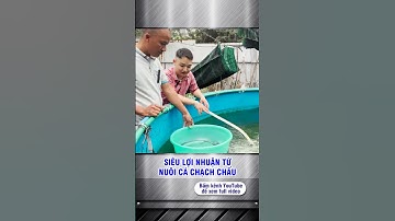 Nuôi cá chạch chấu siêu lợi nhuận do nguồn cung khan hiếm