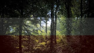 Alman Halk Şarkısı - Im Wald, Im Grünen Walde (Türkçe Altyazılı)
