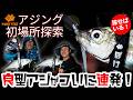 アジング初場所探索/豆アジをかわして良型にたどり着け! PART3完結編【長崎県】 #家邊克己 #ぽけっと #サーティフォー