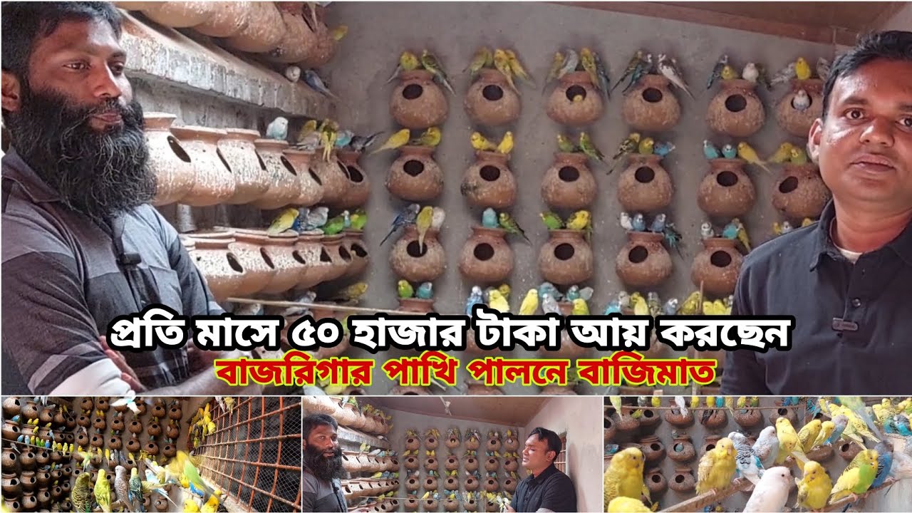 পাখি পালন করে নিজের ভাগ্য বদলিয়েছে  | হয়েছেন সফল খামারী | প্রতি মাসে ৫০ হাজার টাকা আয় করছেন