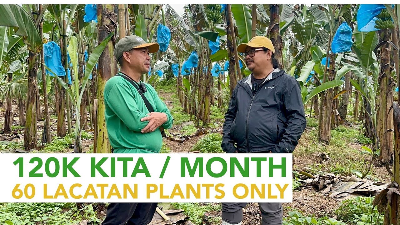 Kayang Kumita ng 120K per Month by Harvesting Only 60 Banana Plants Monthly?
