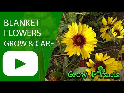 Blanket flowers - grow & care (Gaillardia)