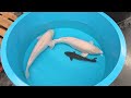 20260315 VHQ Yonsai 80 Cm Female Albino Karashigoi