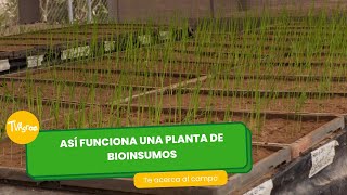 Así funciona una planta de bioinsumos  TvAgro por Juan Gonzalo Angel Restrepo