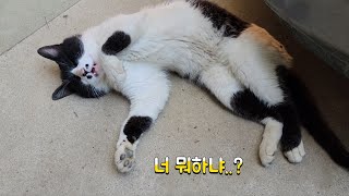 너 뭐하냐? (참 기가막힌 길냥이😅) by 누기시골 11,301 views 2 weeks ago 4 minutes, 1 second