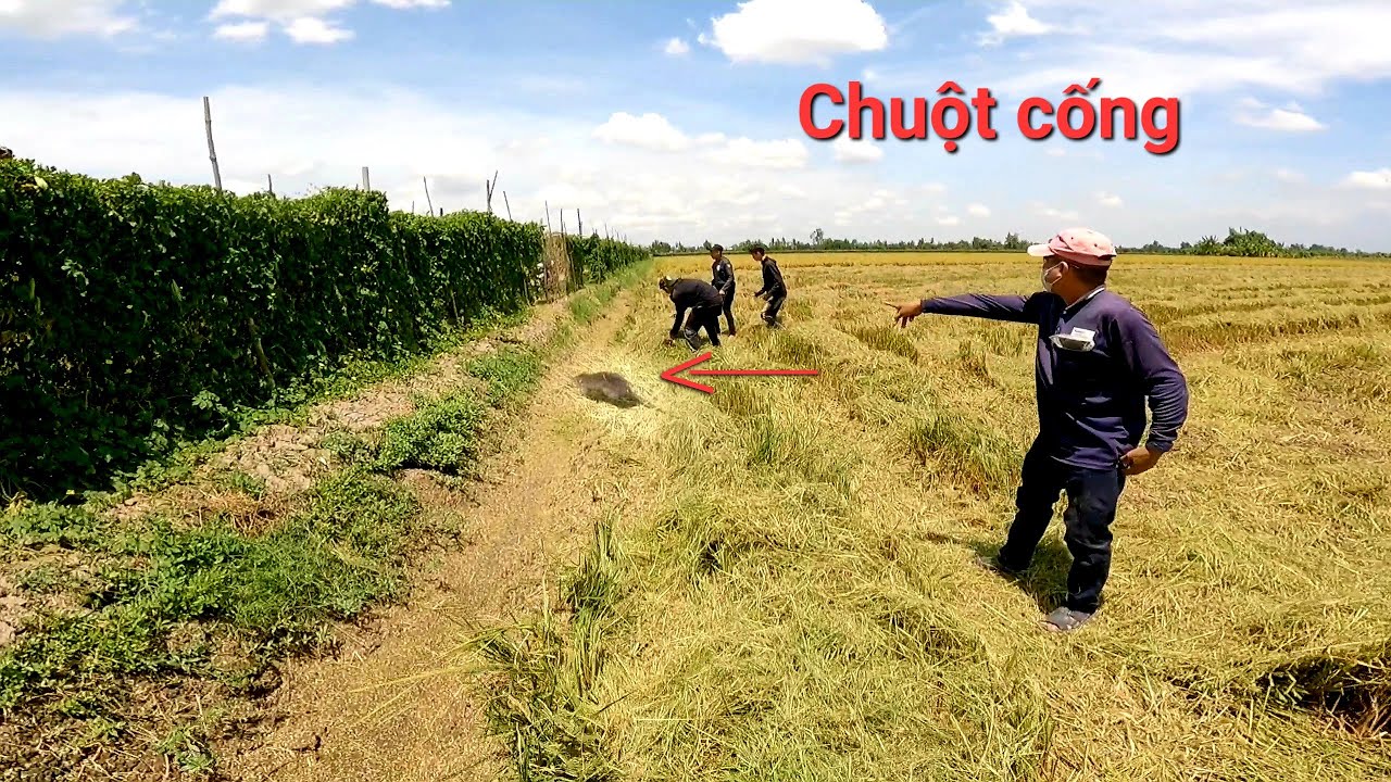 Dí cù bắt chuột theo máy cắt không ngờ tới chuột dồn rất nhiều bắt gần lồng và thêm con chuột cống