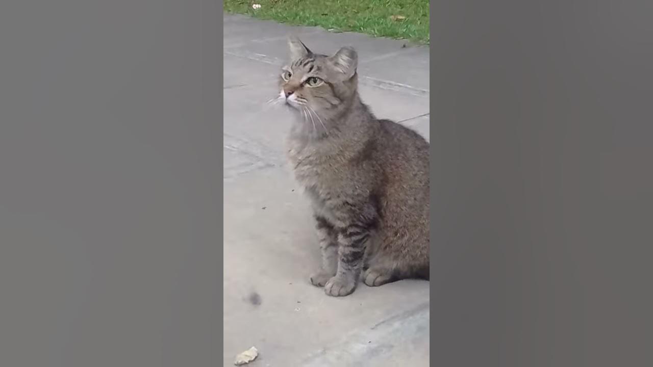 Do Mother Cats Reject Their Kittens If Humans Touch Them