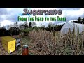 Harvesting Our Sugarcane And Using The New Mill To Make Juice For Syrup