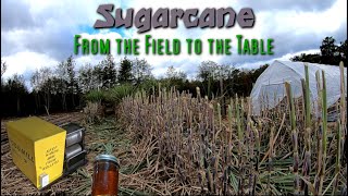 Harvesting Our Sugarcane And Using The New Mill To Make Juice For Syrup