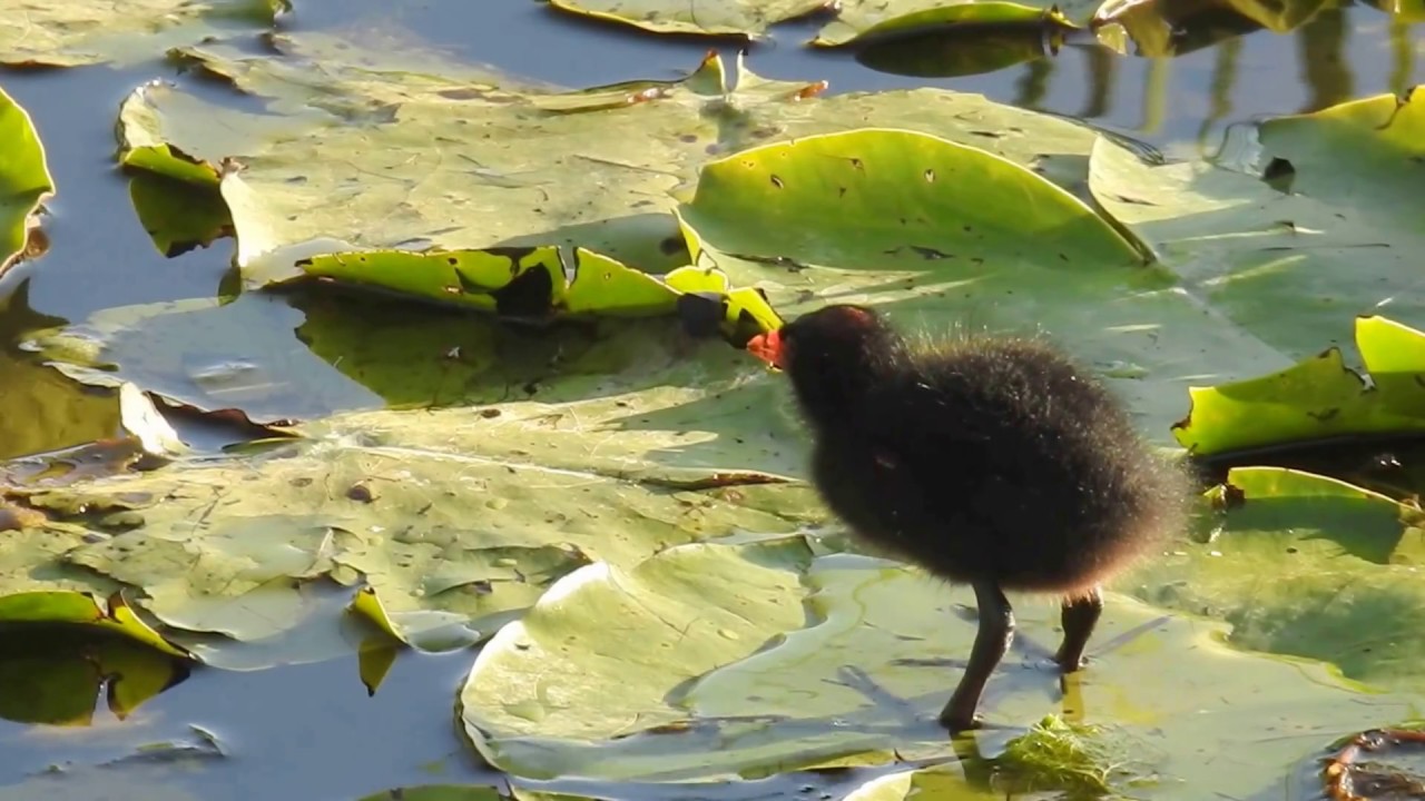 Moorhen chick feeding