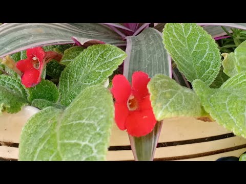 וִידֵאוֹ: צמחי בית סגול להבה אפיסיה - איך לגדל צמח סגול להבה
