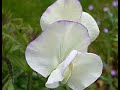 how to plant and grow sweet peas