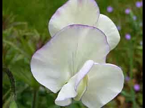 how to plant and grow sweet peas - YouTube