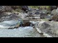 Suara Gemericik Air sungai Mengalir Tenang &amp; Indah Cocok Untuk Terapi Air Kenari Dan Relaksasi Otak