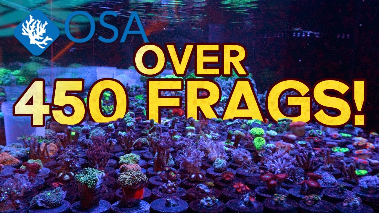 MASSIVE Coral Shipment UNBOXING!