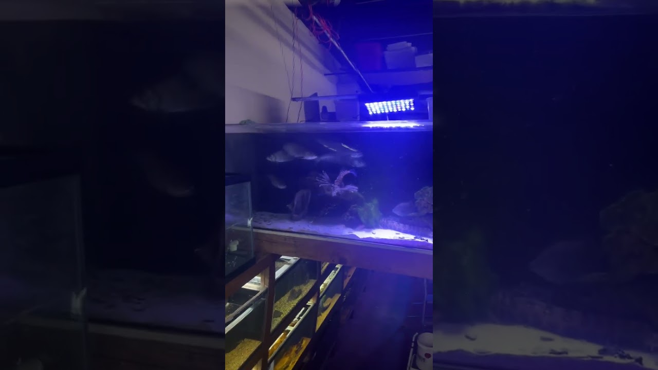 ￼ Dinner time for the 300 gallon aggressive tank at fins&filters. 