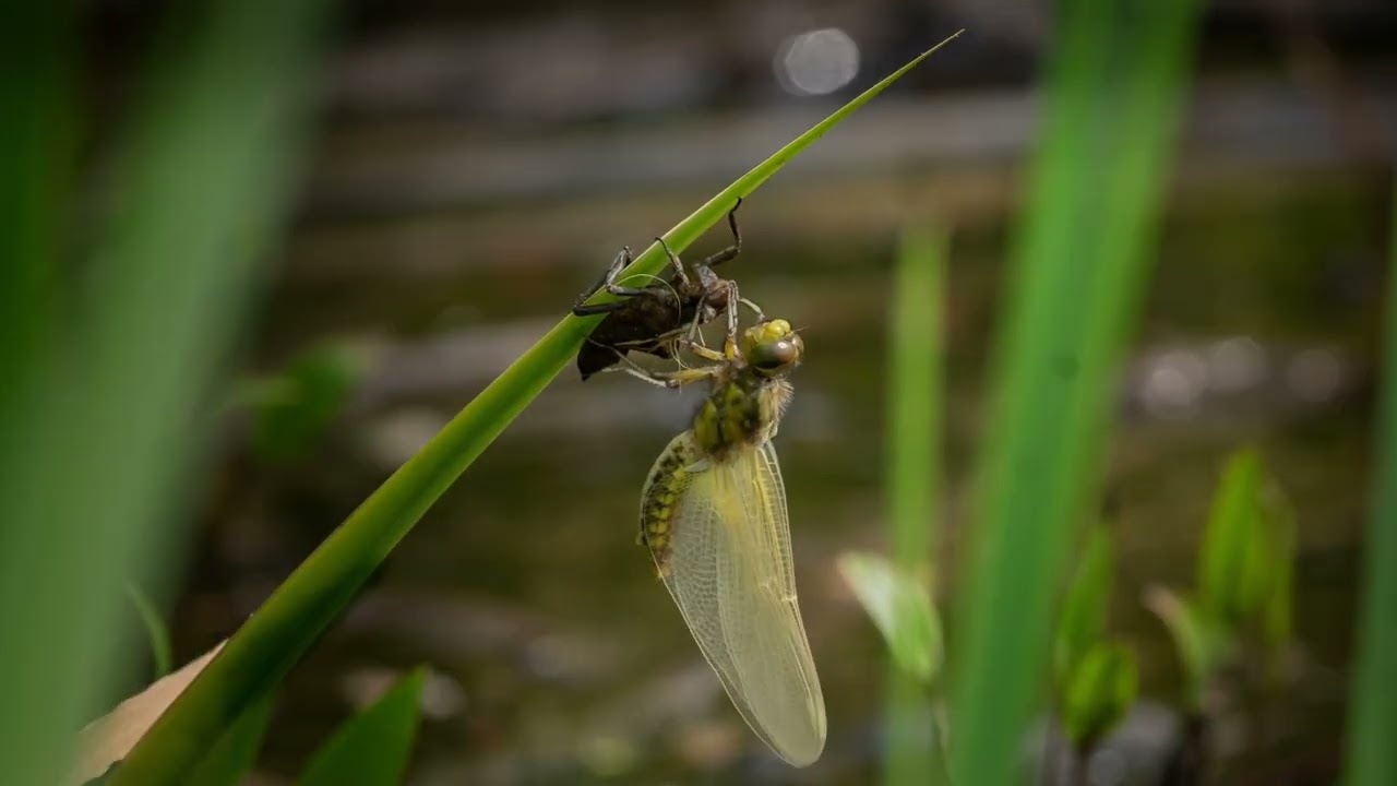 Uitsluipen platbuik libel